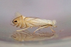 Phyllonorycter heegeriella