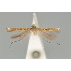 /filer/webapps/moths_gc/media/images/M/microta_Cuphodes_HT_ANIC31-010800_dorsal.jpg
