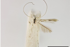 Spanioptila spinosum