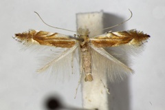 Phyllonorycter mirbeckifoliae