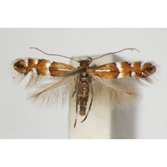 /filer/webapps/moths_gc/media/images/M/medicaginella_Phyllonorycter_A_ZSM_2.jpg