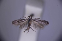 Cryptologa nystalea