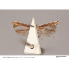 /filer/webapps/moths_gc/media/images/P/panconita_Murwillumbah_HT_ANIC31-074442_ventral.jpg