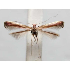 /filer/webapps/moths_gc/media/images/C/cataractias_Caloptilia_MT_TMSA333a.jpg