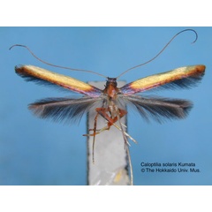 /filer/webapps/moths_gc/media/images/S/solaris_Caloptilia_HT_EIHU.jpg