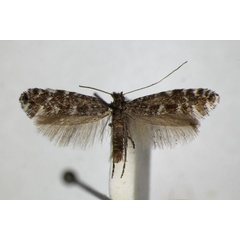 /filer/webapps/moths_gc/media/images/P/polygrammella_Parornix_A_ZSM_2.jpg