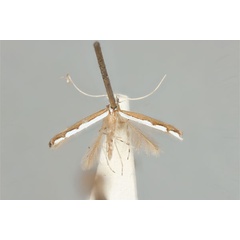 /filer/webapps/moths_gc/media/images/T/tristaniae_Acrocercops_ST_ANIC31-087280_dorsal.jpg