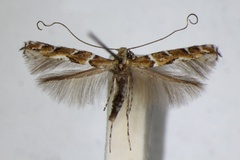 Acrocercops brongniardella