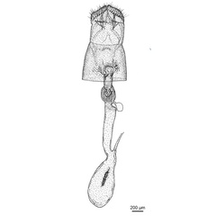 /filer/webapps/moths_gc/media/images/C/cramerella_Conopomorpha_GF_De-Prins-etal_2025_1986_34.jpg