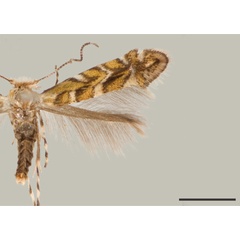 /filer/webapps/moths_gc/media/images/G/gliricidius_Macrosaccus_PT_USNM.jpg