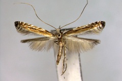 Artifodina himalaica