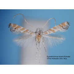 /filer/webapps/moths_gc/media/images/H/hiranoi_Eumetriochroa_HT_EIHU.jpg