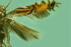 Phyllocnistis phoebus