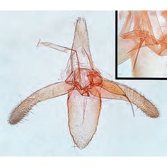 /filer/webapps/moths_gc/media/images/M/mespilella_Phyllonorycter_GM_Bengtsson_2026_27.jpg