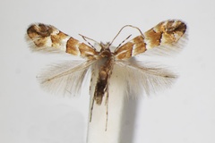 Phyllonorycter juglandis