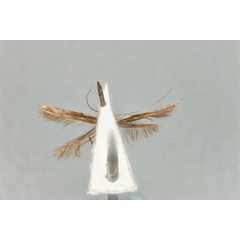 /filer/webapps/moths_gc/media/images/P/pyrochroma_Cuphodes_PLT_ANIC31-087226_ventral.jpg