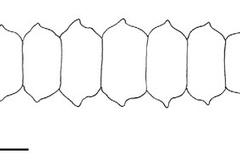 Phyllocnistis subpersea