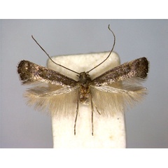 /filer/webapps/moths_gc/media/images/L/latifoliella_Metriochroa_A_EIHU.jpg