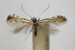 Phyllonorycter tenerella