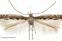 Micrurapteryx occulta