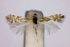 Phyllonorycter mannii