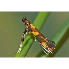 /filer/webapps/moths_gc/media/images/M/magnifica_Caloptilia_A_Deutsch_02 (1).jpg