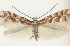 Phyllonorycter rolandi