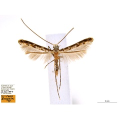 /filer/webapps/moths_gc/media/images/B/breynella_Diphtheroptila_PT5_ANIC.jpg