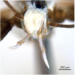/filer/webapps/moths_gc/media/images/M/melanoxyla_Parectopa_HT_head1_ANIC.jpg