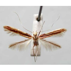 /filer/webapps/moths_gc/media/images/S/semnophanes_Caloptilia_HT_TMSA330.jpg