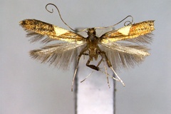 Caloptilia yasudai