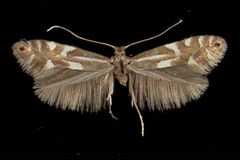 Phyllonorycter alpina