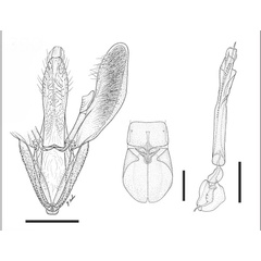 /filer/webapps/moths_gc/media/images/P/paraguayensis_Eucosmophora_HT_GM_USNM.jpg