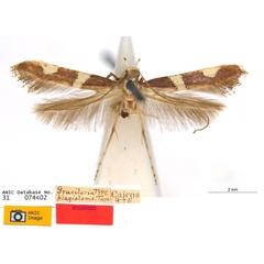 /filer/webapps/moths_gc/media/images/P/plagiotoma_Caloptilia_ST_ANIC.jpg