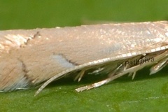 Phyllonorycter delitella