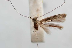 Conopobathra carbunculata