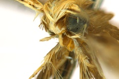 Diphtheroptila glochidia
