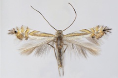 Phyllocnistis furcata
