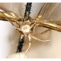 /filer/webapps/moths_gc/media/images/C/chalcea_Acrocercops_head_HT_ANIC.jpg