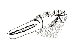 Phyllocnistis pharetrucha