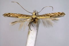 Polymitia eximipalpella