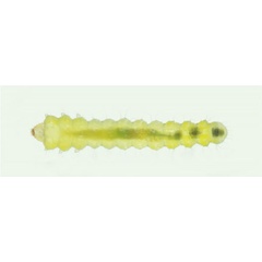/filer/webapps/moths_gc/media/images/P/populifoliella_Phyllonorycter_larva_Musolin-etal_2022_33.jpg