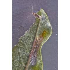 /filer/webapps/moths_gc/media/images/Q/quinqueguttella_Phyllonorycter_A_Henderickx_01.jpg