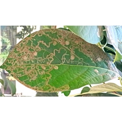 /filer/webapps/moths_gc/media/images/H/hyperpersea_Phyllocnistis_mine_Lomeli-etal_2026_1.jpg