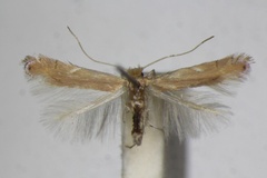 Phyllonorycter delitella