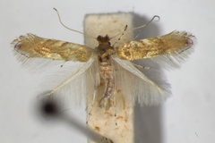 Phyllonorycter extincta
