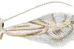Phyllocnistis longipalpa