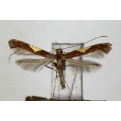 /filer/webapps/moths_gc/media/images/W/wakayamensis_Caloptilia_A_ZSM_2.jpg