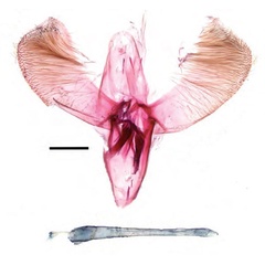 /filer/webapps/moths_gc/media/images/A/augeas_Caloptilia_HT_GM_Guiguet-etal_2026_125.jpg