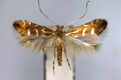 Phyllonorycter yakusimensis